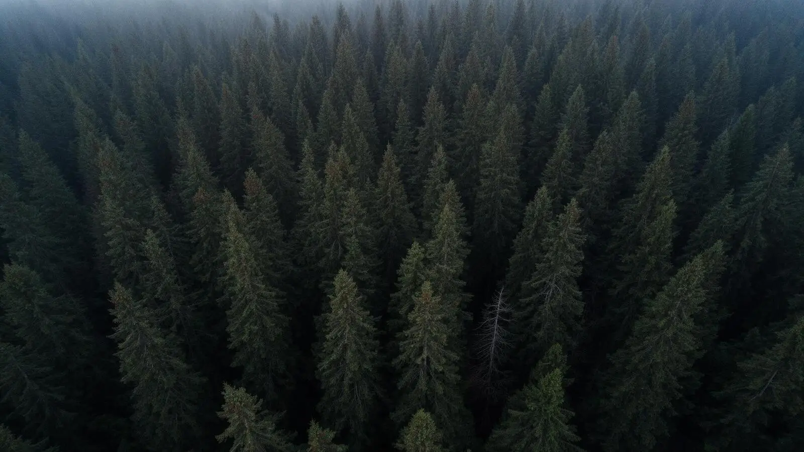 Forest background