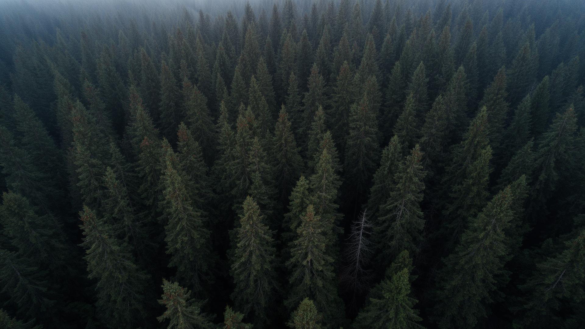 Forest background